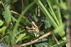 Cyrtacanthacris tatarica