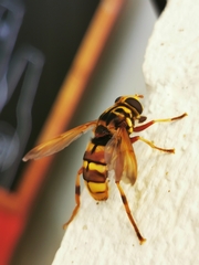 Milesia crabroniformis