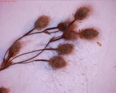 Scirpus pedicellatus