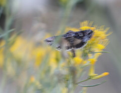 Autographa californica