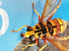Milesia crabroniformis