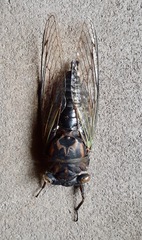 Neotibicen pruinosus