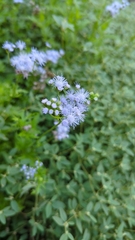 Conoclinium dissectum