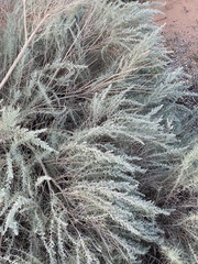 Artemisia filifolia