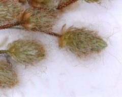 Scirpus pedicellatus