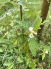 Melochia corchorifolia