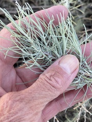 Artemisia filifolia