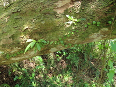 Lemmaphyllum microphyllum