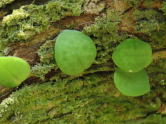 Lemmaphyllum microphyllum
