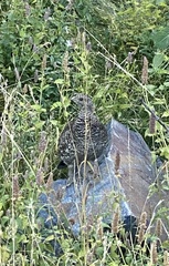 Dendragapus obscurus