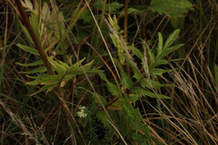 Valeriana officinalis