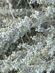 Artemisia filifolia