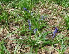 Hyacinthoides non-scripta