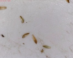 Scirpus pedicellatus