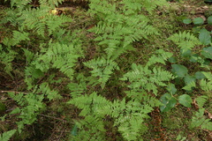 Gymnocarpium