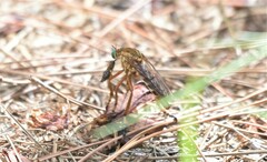 Diogmites crudelis