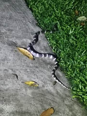 Bungarus multicinctus