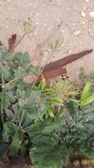 Pelargonium lobatum