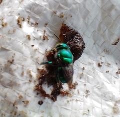 Euglossa