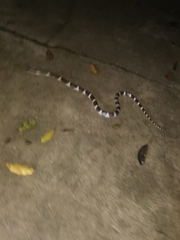 Bungarus multicinctus