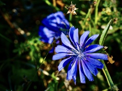 Cichorium intybus