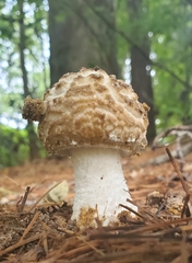 Amanita cokeri
