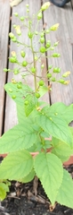 Scrophularia marilandica