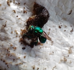 Euglossa