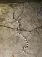 Bungarus multicinctus