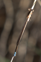 Pseudagrion kersteni