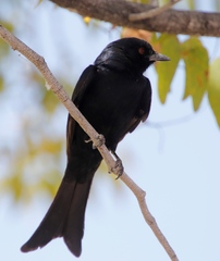 Dicrurus adsimilis apivorus