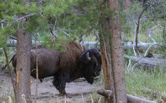 Bison bison