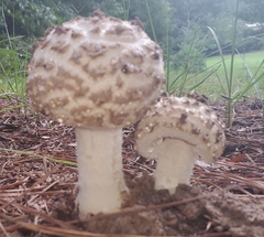 Amanita cokeri