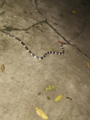 Bungarus multicinctus