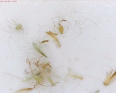 Scirpus pedicellatus