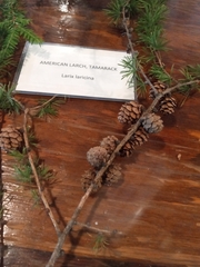 Larix decidua