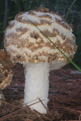 Amanita cokeri