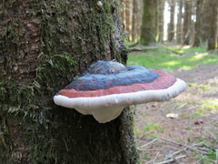 Fomitopsis pinicola