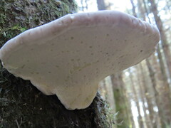Fomitopsis pinicola