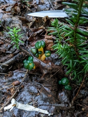 Leotia lubrica