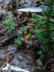 Leotia lubrica