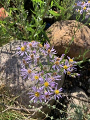 Tripolium pannonicum