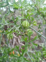 Ibervillea tenuisecta
