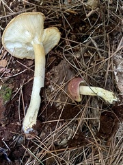 Tricholomopsis rutilans