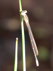 Pseudagrion kersteni