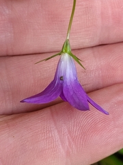 Campanula