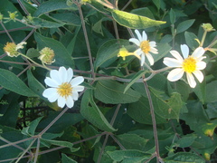 Montanoa leucantha