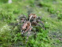 Plexippus paykulli