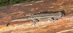 Lygodactylus capensis