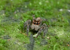 Plexippus paykulli